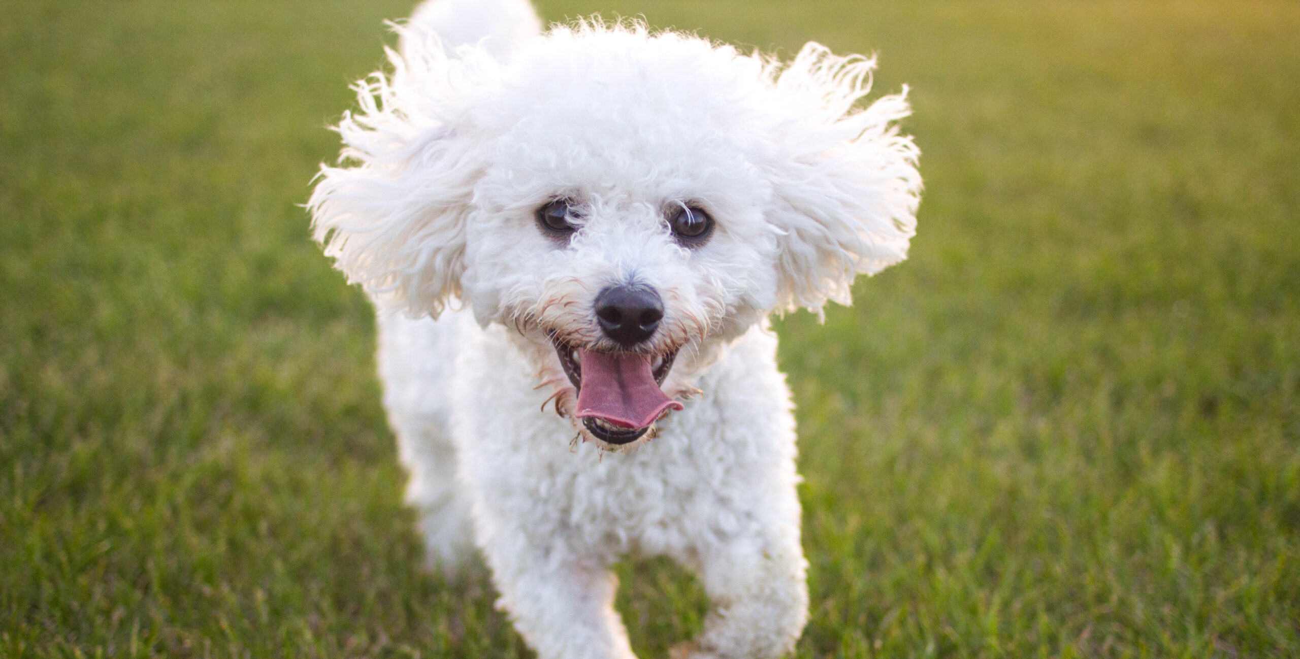 Toby, bichon cockapoo mix dog walking friendly towards the camera.